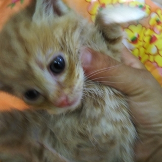 チャトラ　生後1ヶ月