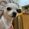 梅ツァルト