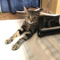風(ふう)