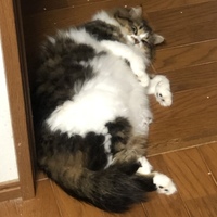 うめ
