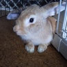 【保護うさぎ】ミニロップ不妊手術済み♀ 1才5カ月 サムネイル4