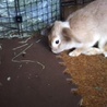 【保護うさぎ】ミニロップ不妊手術済み♀ 1才5カ月 サムネイル5