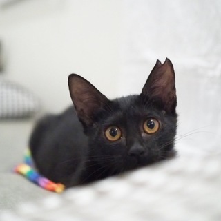 猫と初めて暮らす方に是非！黒猫女子3ヶ月です