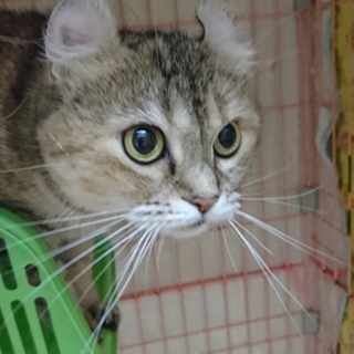 アメリカンカール☆リンデン☆女の子・6歳