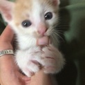 ハチワレ茶の子猫の里親さん募集