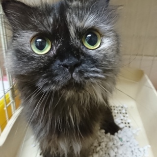 マンチカン☆てんこ☆5歳・女の子・足長・長毛