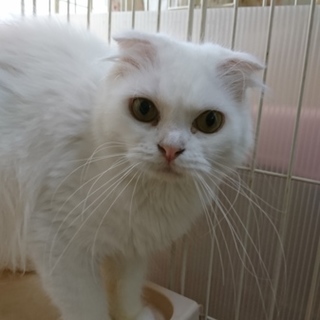 スコF☆チロ☆女の子・半折耳・4歳・中長毛