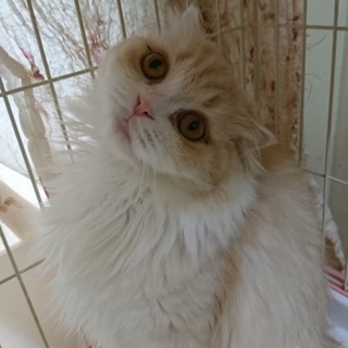 スコF☆ティー☆女の子・折耳・3歳・長毛