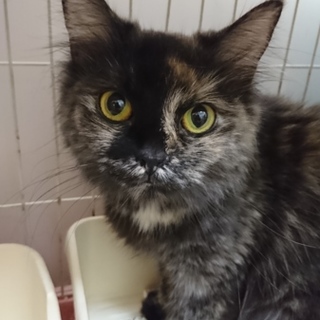 ラガマフィン☆めかぶ☆女の子4歳