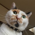 前髪がかわいい 三毛猫のモグちゃん