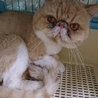 エキゾチックショートヘア★コナン★男の子６歳 サムネイル2
