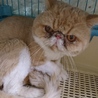 エキゾチックショートヘア★コナン★男の子６歳 サムネイル3