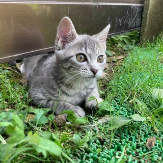 甘えん坊なこめちゃん☆新しい家族を待っています！