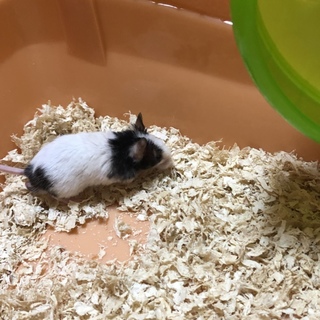 パンダマウス里親様募集！