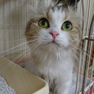 アメリカンカール☆エリカ☆女の子・2歳