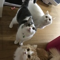 スコティッシュフォールド三匹