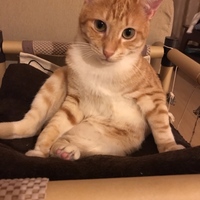 ゆず
