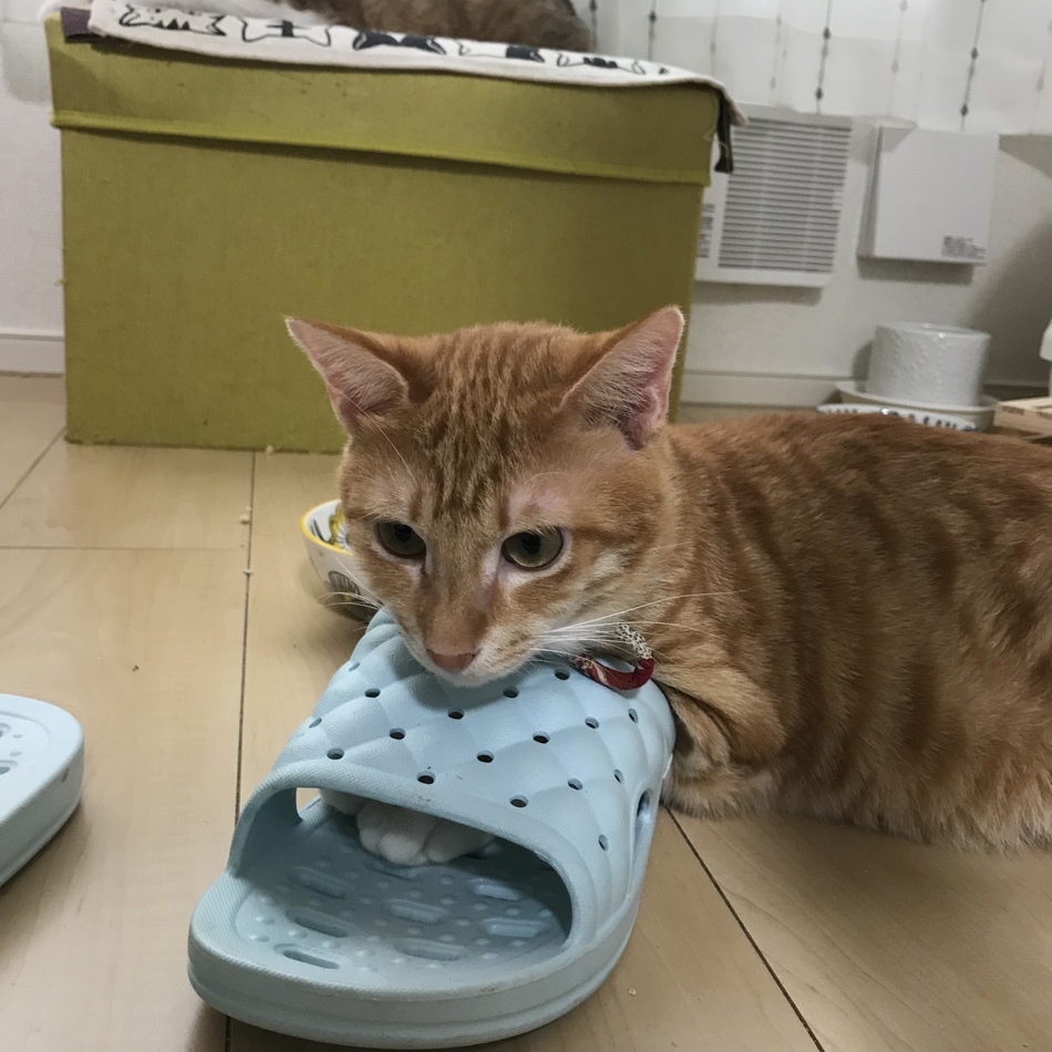 ゆずのカバー写真