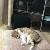 ヤムチャか笑