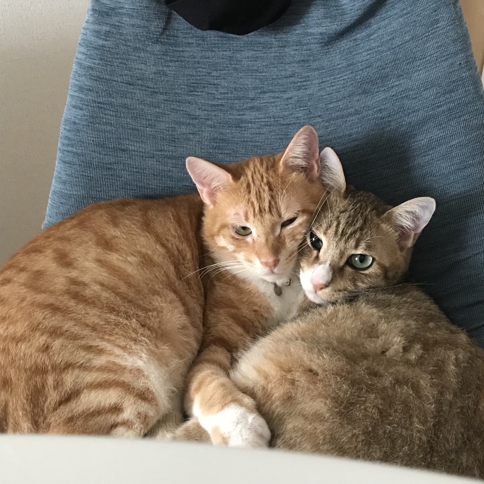 らむのカバー写真