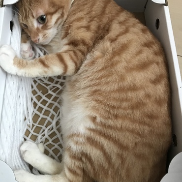 ダイエット、、、しなきゃね笑