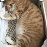 ダイエット、、、しなきゃね笑