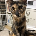 クールビューティなサビ猫さん♪