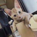 やんちゃなかわいい茶トラの男の子！！