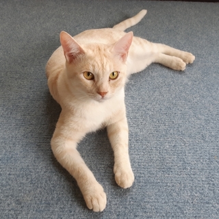 【多頭案件】ハク★シャイで優しい男の子