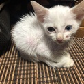 白くて可愛い子猫ちゃん