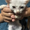白くて可愛い子猫ちゃん サムネイル2