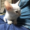 白くて可愛い子猫ちゃん サムネイル3