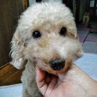 ハチちゃんのずっとの家族募集中