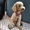 ハチちゃんのずっとの家族募集中 サムネイル2