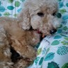 ハチちゃんのずっとの家族募集中 サムネイル3
