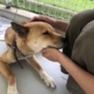 穏やかなこもれびちゃん♡屋外飼育可不妊手術済みです