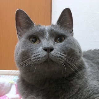 グレーでモコモコのレレちゃん なでなで大好き！