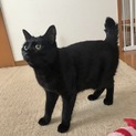黒猫ロロちゃん ちゅーる大好き！短め尻尾