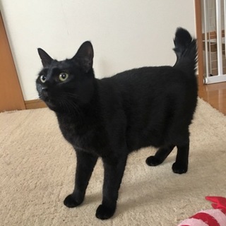 黒猫ロロちゃん ちゅーる大好き！短め尻尾
