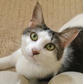 FIV陽性  美猫なキジ白 すももちゃん