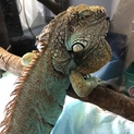 ブルーイグアナ ♂ ３歳