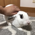 なでなでが大好き！