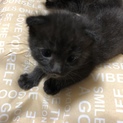 １ヶ月の黒猫 女の子 雑種