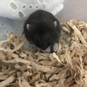 ブラックドワーフハムスター ありがとうございました