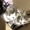 生後2ヶ月の子猫