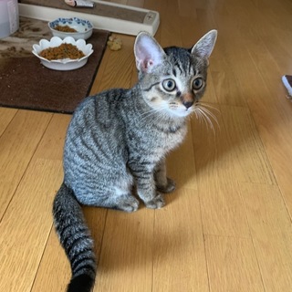 キジトラ　仔ネコ
