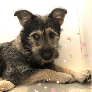 控えめなテリアMIXの女の子キヨコちゃんです♡