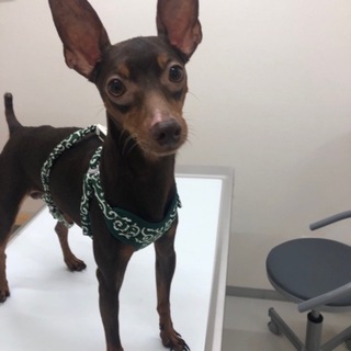 2歳くらい　ミニチュアピンシャー　男の子