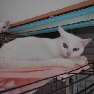 ）白猫お母さんブランカ