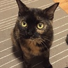 八猿11